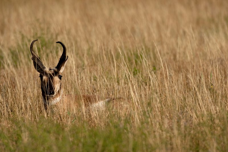 TC-Pronghorn Bucks-D00760-01521.jpg :: Trophy class Pronghorn Buck bedded in tall grass in open prairie