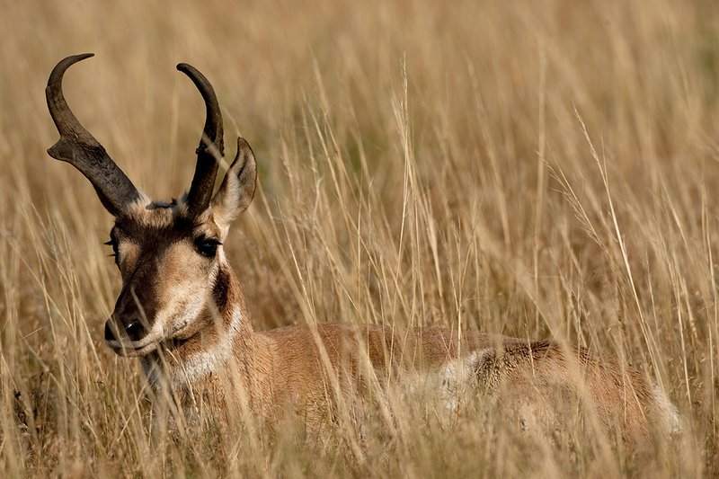 TC-Pronghorn Bucks-D00760-01527.jpg :: Trophy class Pronghorn Buck bedded in tall grass in open prairie