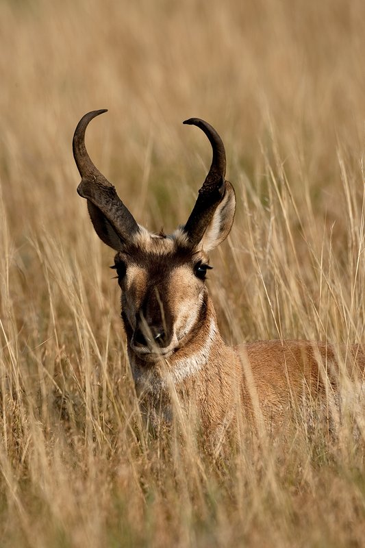 TC-Pronghorn Bucks-D00760-01533.jpg :: Trophy class Pronghorn Buck bedded in tall grass in open prairie