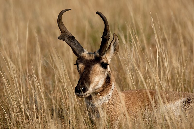 TC-Pronghorn Bucks-D00760-01539.jpg :: Trophy class Pronghorn Buck bedded in tall grass in open prairie