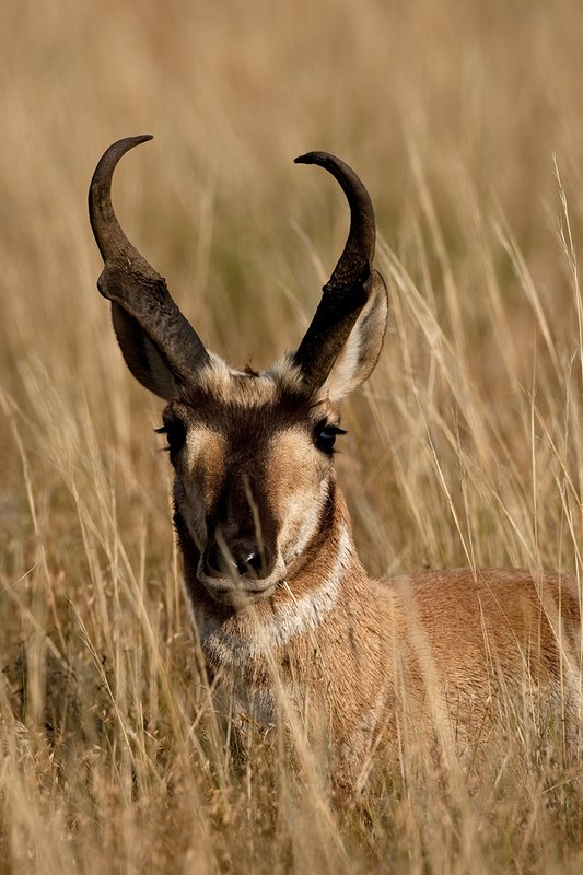 TC-Pronghorn Bucks-D00760-01542.jpg :: Trophy class Pronghorn Buck bedded in tall grass in open prairie