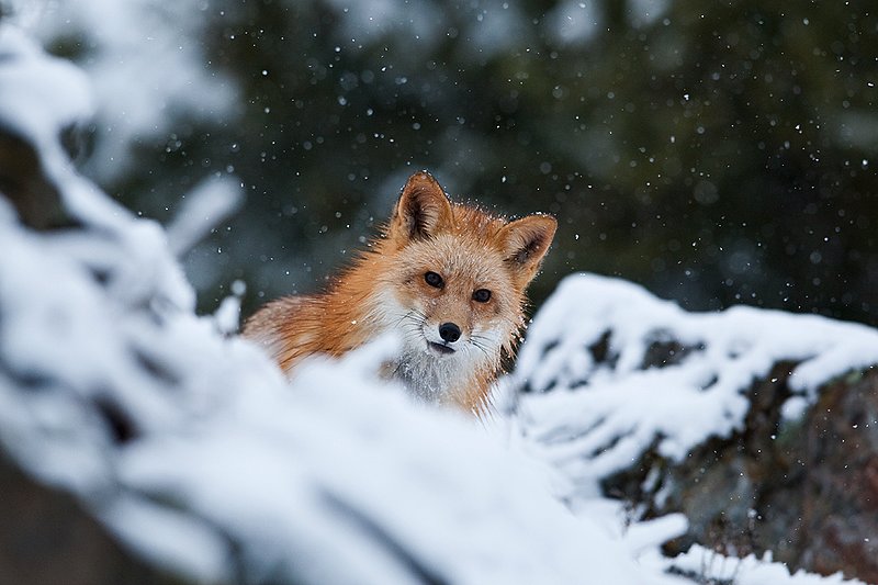 TC-Red Fox-D00345-00116.jpg :: Red fox alertly standing on snow covered ridge in snow storm with snow falling