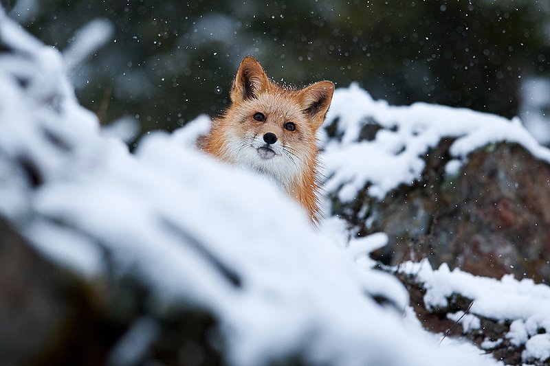 TC-Red Fox-D00345-00118.jpg :: Red fox alertly standing on snow covered ridge in snow storm with snow falling