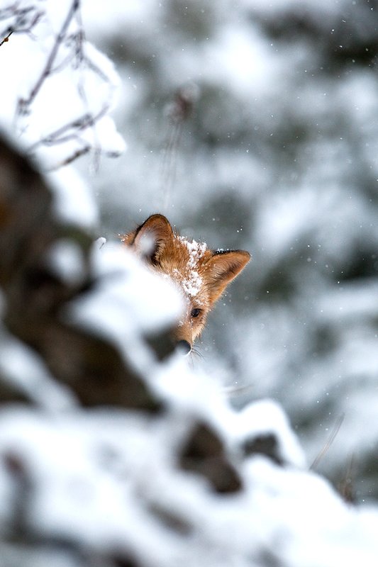 TC-Red Fox-D00345-00120.jpg :: Red fox alertly standing on snow covered ridge peering down over the rocks in snow storm with snow falling