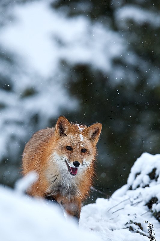 TC-Red Fox-D00345-00122.jpg :: Red fox alertly standing on snow covered ridge in snow storm with snow falling