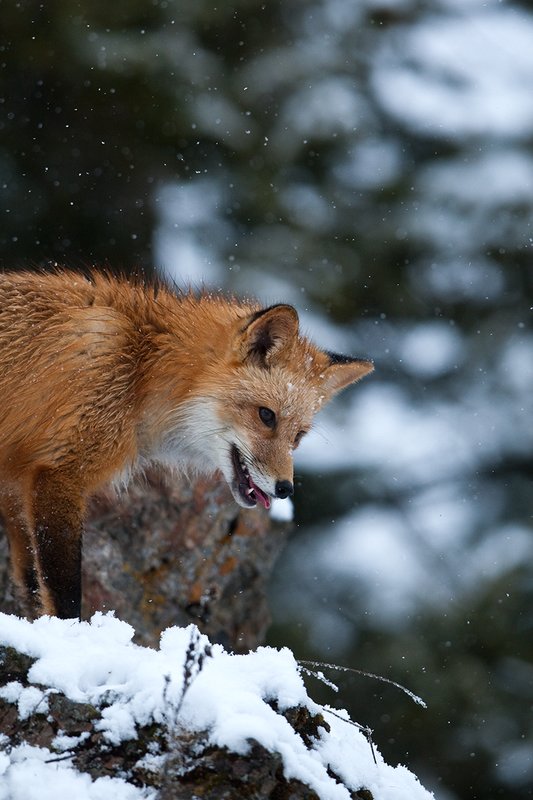 TC-Red Fox-D00345-00124.jpg :: Red fox alertly standing on snow covered ridge peering down over the rocks in snow storm with snow falling
