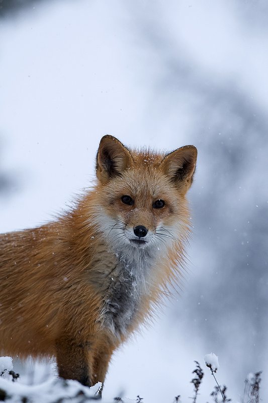 TC-Red Fox-D00345-00125.jpg :: Red fox head/shoulder portrait alertly standing in snow storm with snow falling