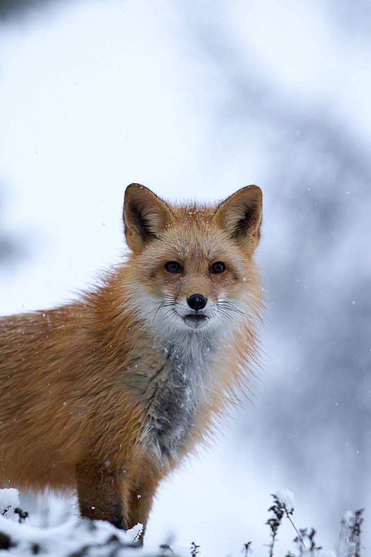 TC-Red Fox-D00345-00129.jpg :: Red fox head/shoulder portrait alertly standing in snow storm with snow falling
