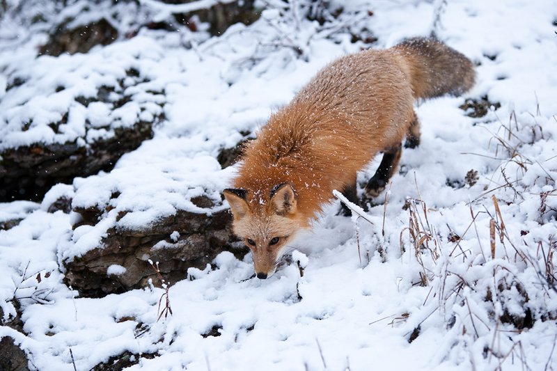 TC-Red Fox-D00345-00133.jpg :: Red Fox hunting along a snow covered ridge durning a snow storm