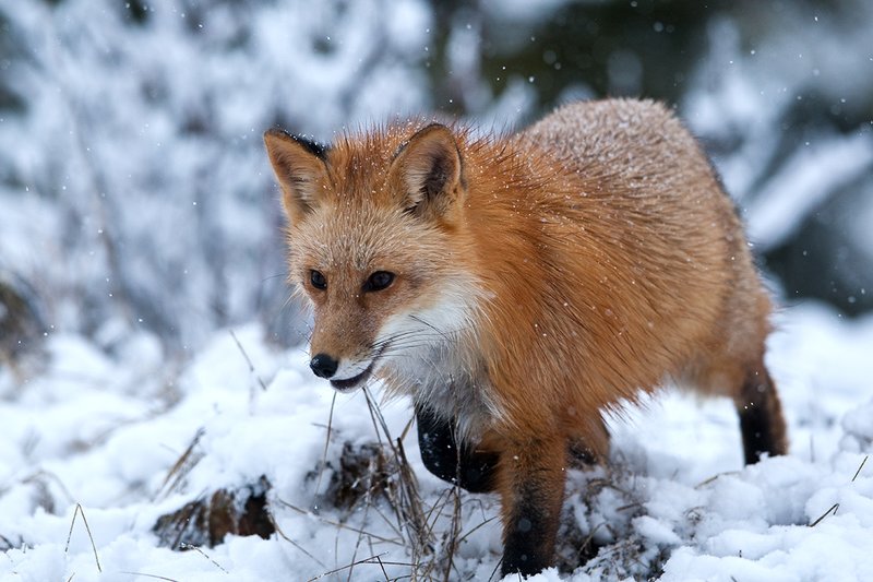 TC-Red Fox-D00345-00135.jpg :: Red Fox hunting along a snow covered ridge durning a snow storm