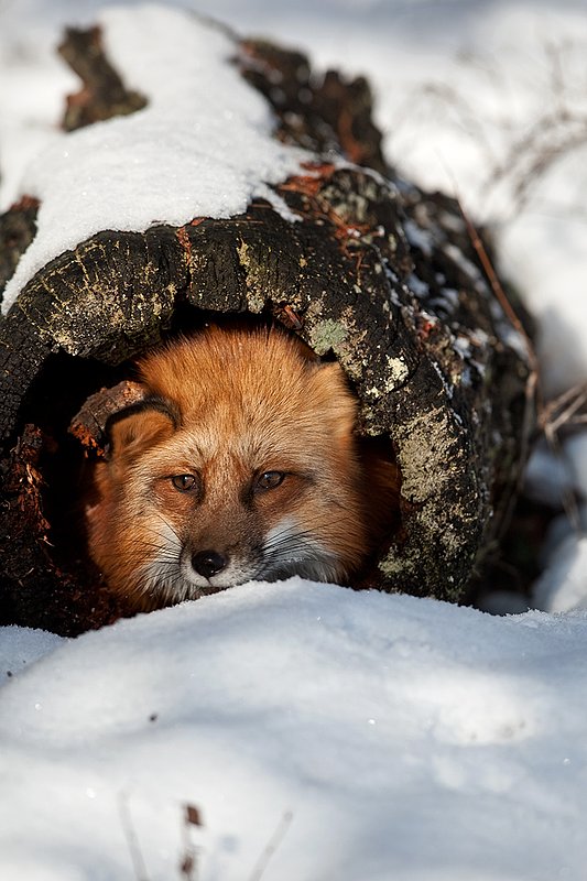 TC-Red Fox-D00345-00140.jpg :: Red Fox adult using an old log as a hide sticking his head out of one end of the log