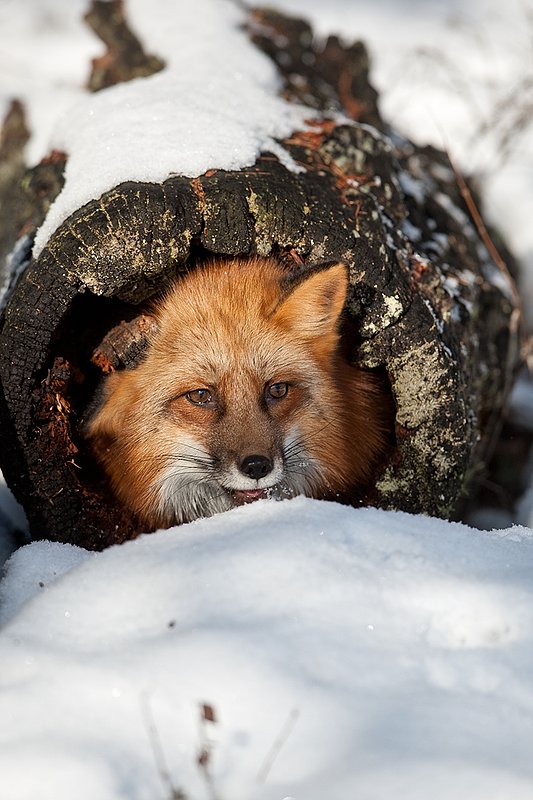 TC-Red Fox-D00345-00144.jpg :: Red Fox adult using an old log as a hide sticking his head out of one end of the log
