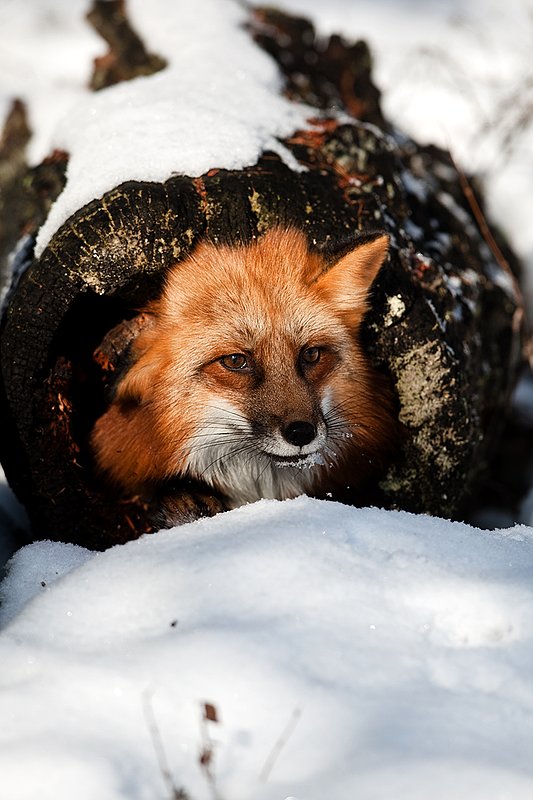 TC-Red Fox-D00345-00145.jpg :: Red Fox adult using an old log as a hide sticking his head out of one end of the log