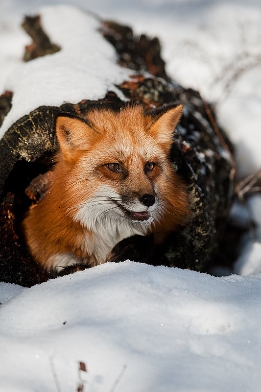 TC-Red Fox-D00345-00146.jpg :: Red Fox adult using an old log as a hide sticking his head out of one end of the log