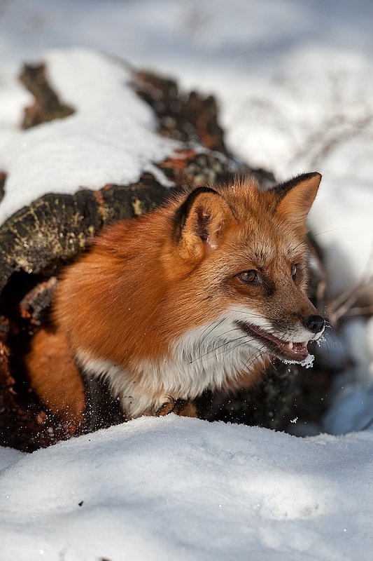 TC-Red Fox-D00345-00148.jpg