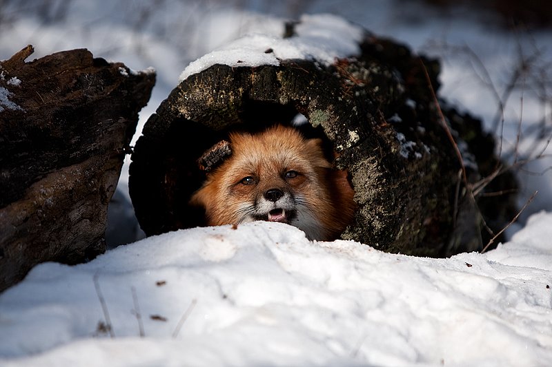 TC-Red Fox-D00345-00149.jpg :: Red Fox adult using an old log as a hide sticking his head out of one end of the log