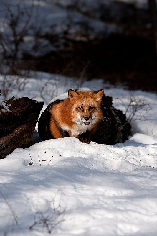 TC-Red Fox-D00345-00150.jpg :: Red Fox adult using an old log as a hide coming out of one end of the log