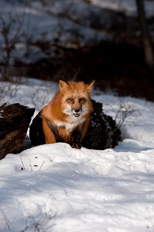 TC-Red Fox-D00345-00152.jpg :: Red Fox adult using an old log as a hide coming out of one end of the log