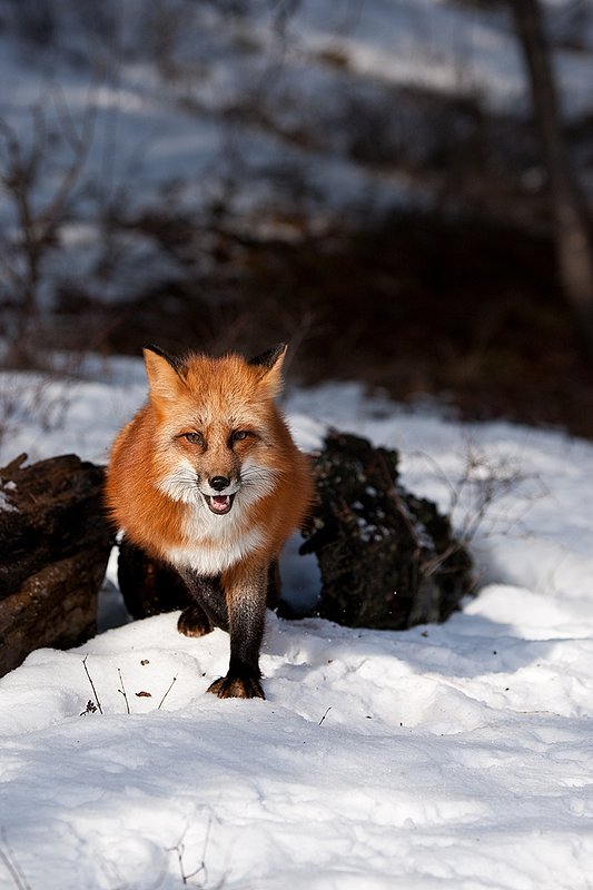 TC-Red Fox-D00345-00154.jpg :: Red Fox adult using an old log as a hide coming out of one end of the log