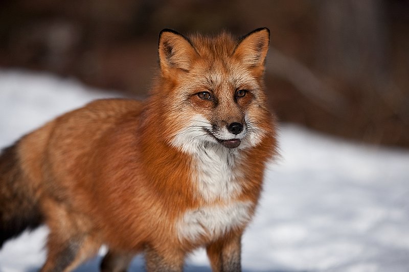 TC-Red Fox-D00345-00156.jpg :: Red Fox tight head shot portrait standing alertly in snow