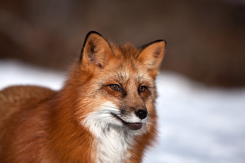 TC-Red Fox-D00345-00158.jpg :: Red Fox tight head shot portrait standing alertly in snow
