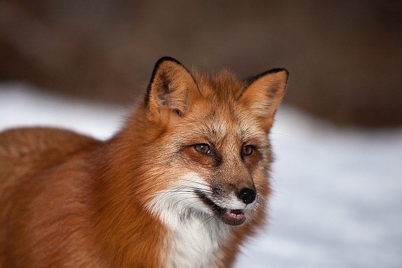 TC-Red Fox-D00345-00162.jpg :: Red Fox tight head shot portrait standing alertly in snow
