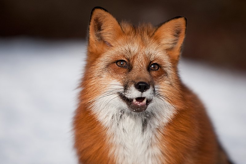 TC-Red Fox-D00345-001641.jpg :: Red Fox tight head shot portrait standing alertly in snow