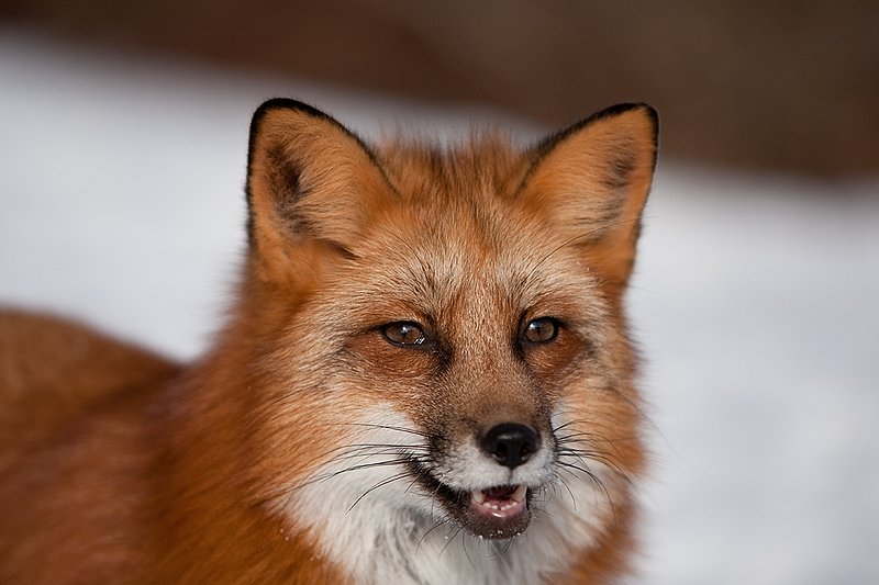 TC-Red Fox-D00345-00165.jpg :: Red Fox tight head shot portrait standing alertly in snow