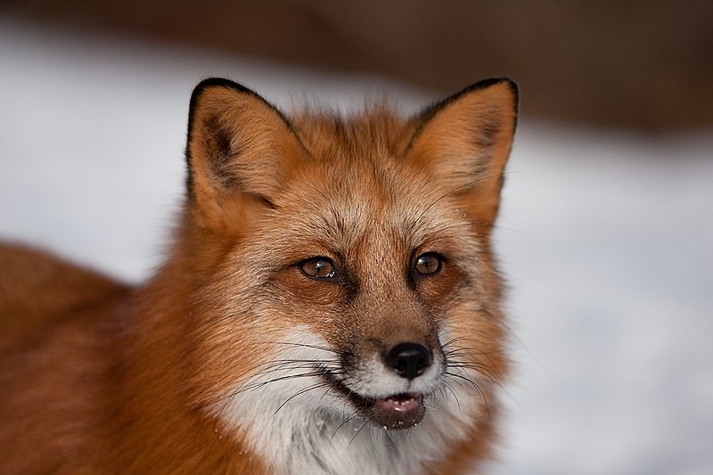 TC-Red Fox-D00345-00167.jpg :: Red Fox tight head shot portrait standing alertly in snow