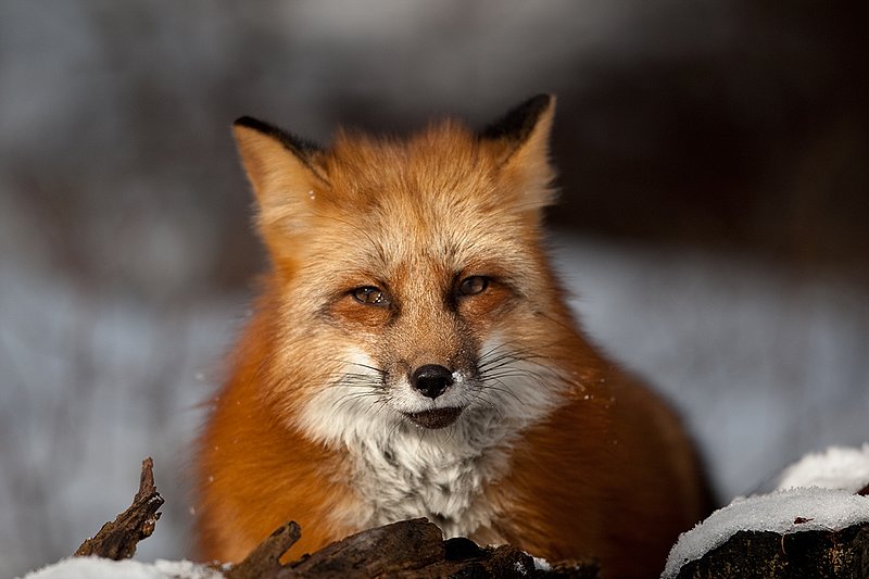 TC-Red Fox-D00345-00384.jpg :: Red Fox laying standing behind log in open forest
