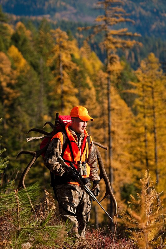 TC-Rifle Hunters-D90000-01108.jpg :: Rifle Hunter wearing Realtree AP Brown camo and a florescent orange vest and hat packs out meat and rack of 7x6 bull elk on a pack frame in late fall