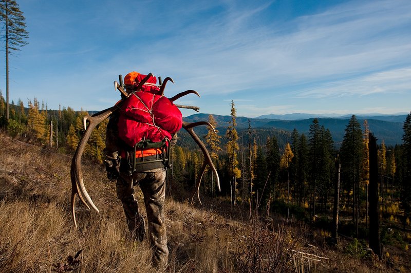 TC-Rifle Hunters-D90000-01127.jpg :: Rifle Hunter wearing Realtree AP Brown camo and a florescent orange vest and hat packs out meat and rack of 7x6 bull elk on a pack frame in late fall