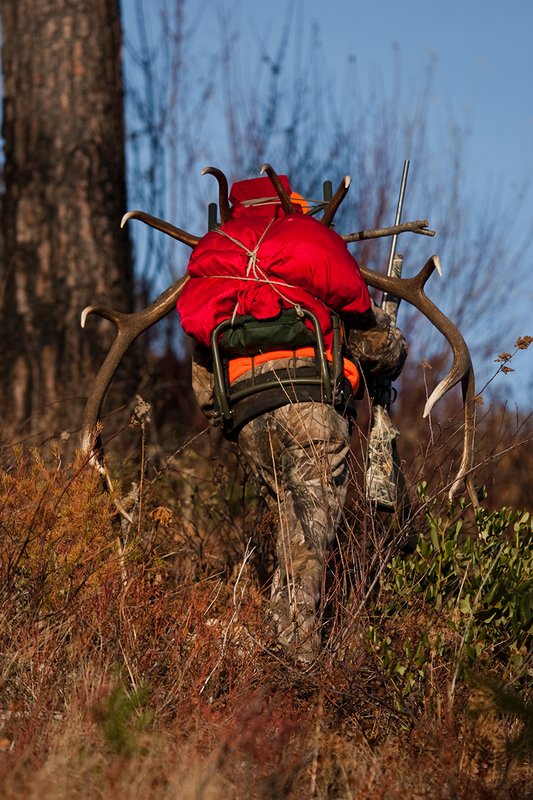TC-Rifle Hunters-D90000-01171.jpg :: Rifle Hunter wearing Realtree AP Brown camo and a florescent orange vest and hat packs out meat and rack of 7x6 bull elk on a pack frame in late fall