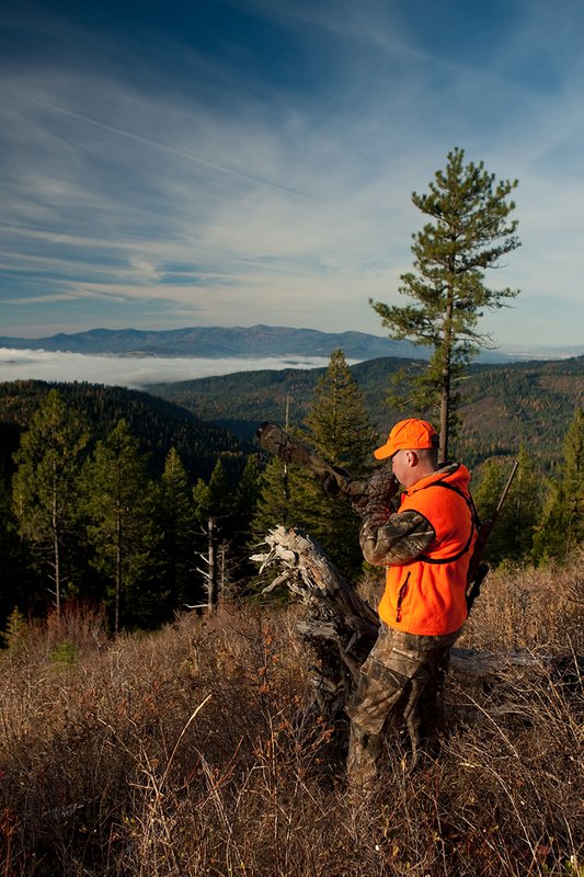 TC-Rifle Hunters-D90000-01208.jpg :: Rifle Hunter wearing Realtree AP Brown Camo and a florescent orange hat and vest bugling into a dark timber basin filled with western larch in fall colors trying to get a response from a bull elk