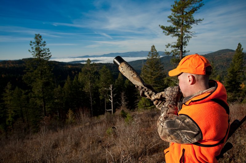 TC-Rifle Hunters-D90000-01209.jpg :: Rifle Hunter wearing Realtree AP Brown Camo and a florescent orange hat and vest bugling into a dark timber basin filled with western larch in fall colors trying to get a response from a bull elk