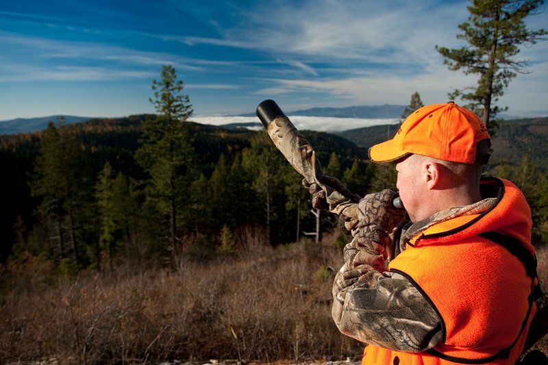 TC-Rifle Hunters-D90000-01227.jpg :: Rifle Hunter wearing Realtree AP Brown Camo and a florescent orange hat and vest bugling into a dark timber basin filled with western larch in fall colors trying to get a response from a bull elk