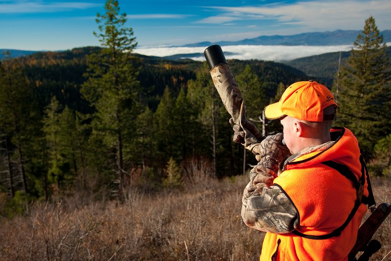 TC-Rifle Hunters-D90000-01233.jpg :: Rifle Hunter wearing Realtree AP Brown Camo and a florescent orange hat and vest bugling into a dark timber basin filled with western larch in fall colors trying to get a response from a bull elk