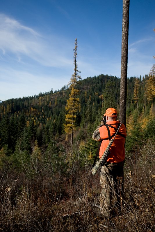 TC-Rifle Hunters-D90000-01250.jpg :: Rifle hunter wearing Realtree AP Brown Camo with florescent organge vest and hat glassing into mountain basin for game filled with larch in fall colors
