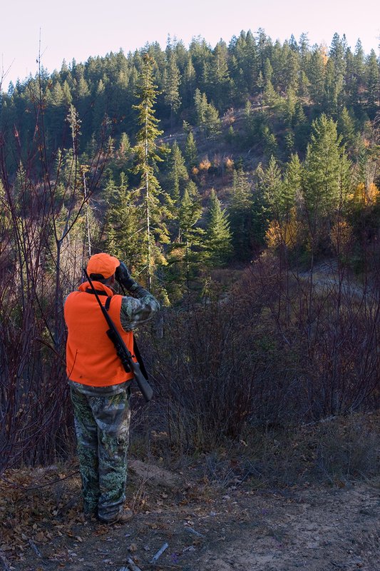 TC-Rifle Hunters-D90000-01371.jpg :: Rifle hunter wearing Realtree Max 1 camo and florescent orange vest and hat glasses an old clear cut fro game