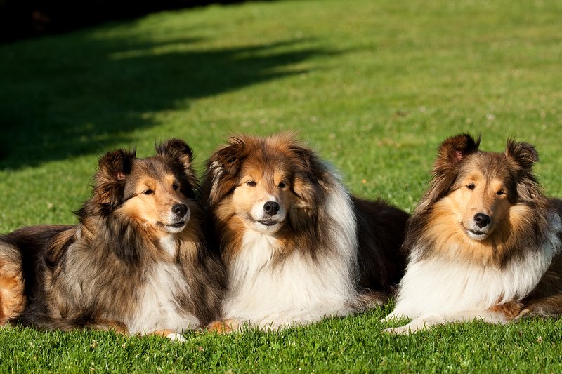 TC-Shelties-D40225-00003.jpg :: Trio of pure bred Shetland Sheep (Sheltie) Dogs laying together on grass with intent looks