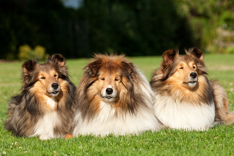 TC-Shelties-D40225-00013.jpg :: Trio of pure bred Shetland Sheep (Sheltie) Dogs laying together on grass with intent looks