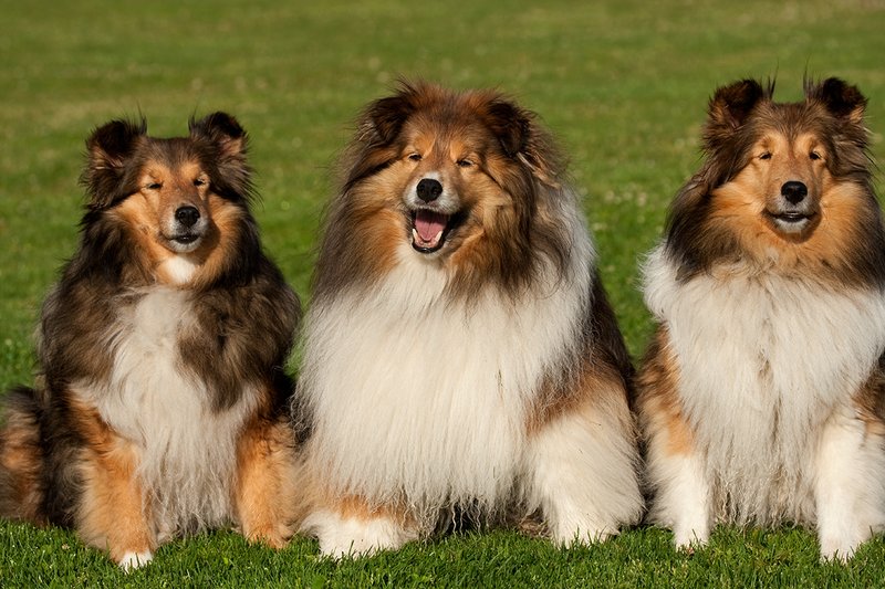 TC-Shelties-D40225-00024.jpg :: Trio of pure bred Shetland Sheep (Sheltie) Dogs sitting intently together on grass