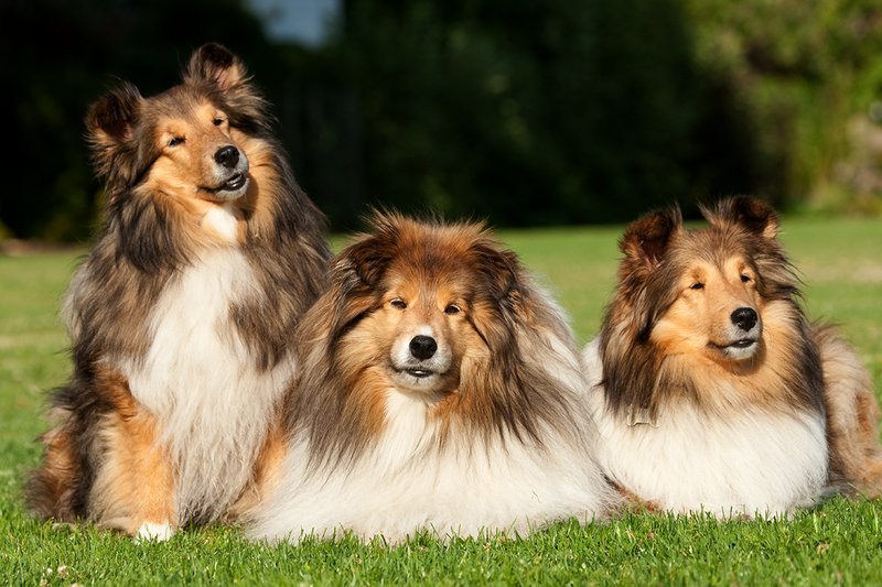 TC-Shelties-D40225-00034.jpg :: Trio of pure bred Shetland Sheep Dogs (Shelties) on grass,one of them sitting, two laying down