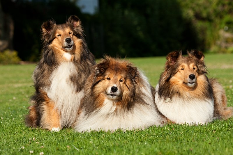 TC-Shelties-D40225-00040.jpg :: Trio of pure bred Shetland Sheep Dogs (Shelties) on grass,one of them sitting, two laying down