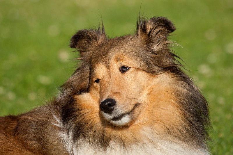 TC-Shelties-D40225-00073.jpg :: Pure bred female Shetland Sheep Dogs (Shelties) on grass laying down with head cocked to left, alert