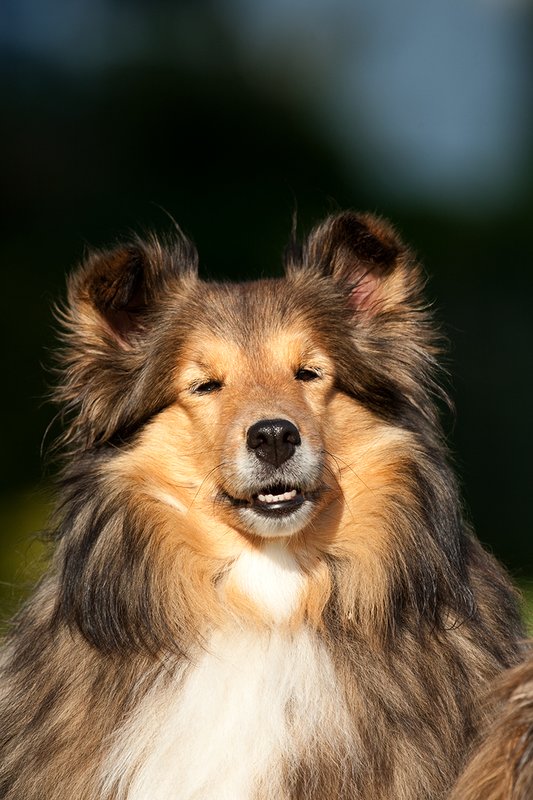 TC-Shelties-D40225-00078.jpg :: Pure bred female Shetland Sheep Dogs (Shelties) on grass laying down with head cocked to left, alert