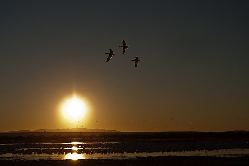 TC-Snow Geese-D00373-00693.jpg :: Trio of Snow Geese banking to land on pond with other geese