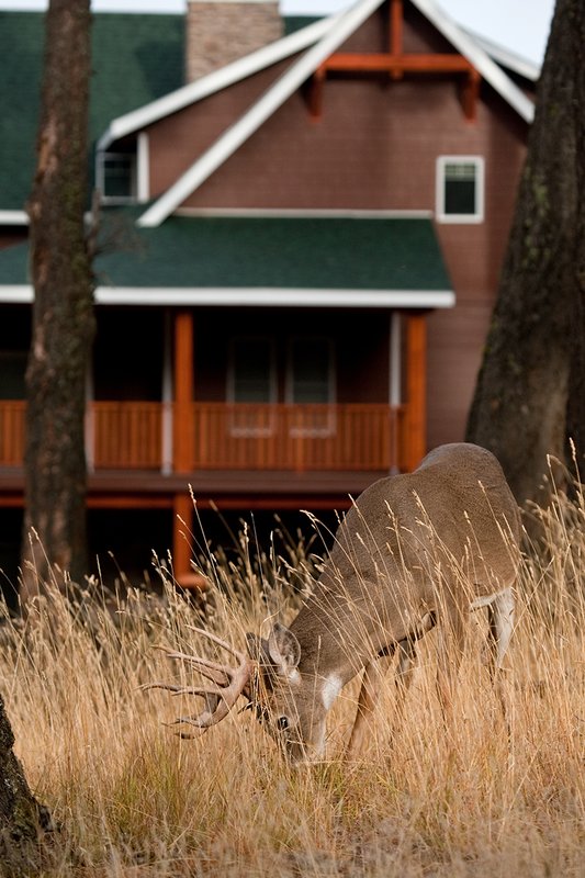 TC-Urban Whitetails-D01085-00001.jpg :: 12 pt Trophy Class Whitetail Buck feeding on grass in an urban neighborhood with a house behind him