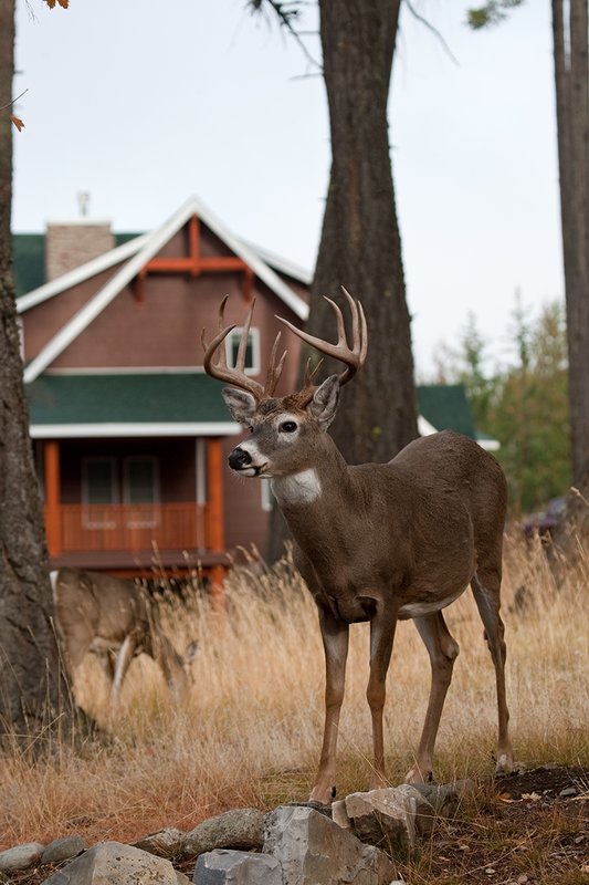 TC-Urban Whitetails-D01085-00003.jpg :: 12 pt Trophy Class Whitetail Buck standing in an urban neighborhood with a house behind him
