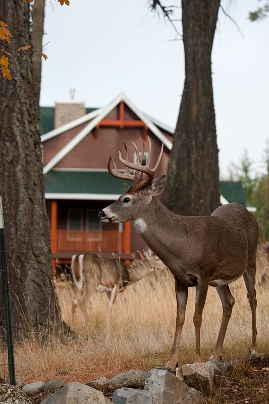 TC-Urban Whitetails-D01085-00007.jpg :: 12 pt Trophy Class Whitetail Buck standing in an urban neighborhood with a house behind him